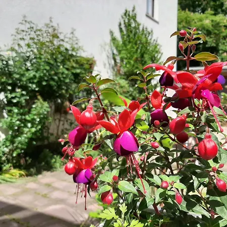 Lägenhet Rosenbluete Am Stadtpark