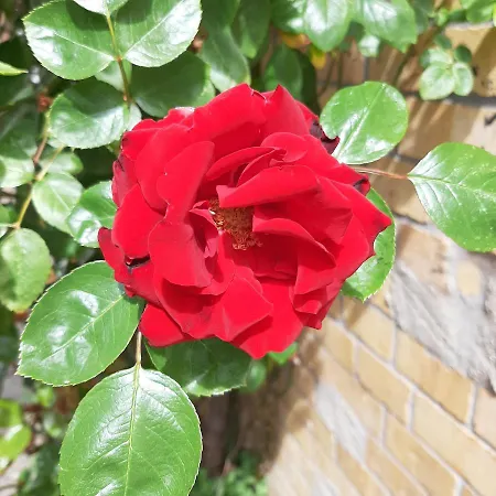 Rosenbluete Am Stadtpark Apartment Wittenberg