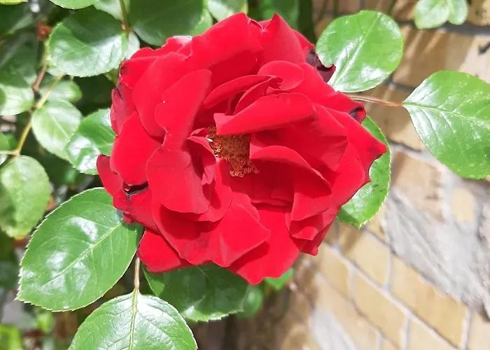 Rosenblüte Am Stadtpark Apartamento Wittenberg
